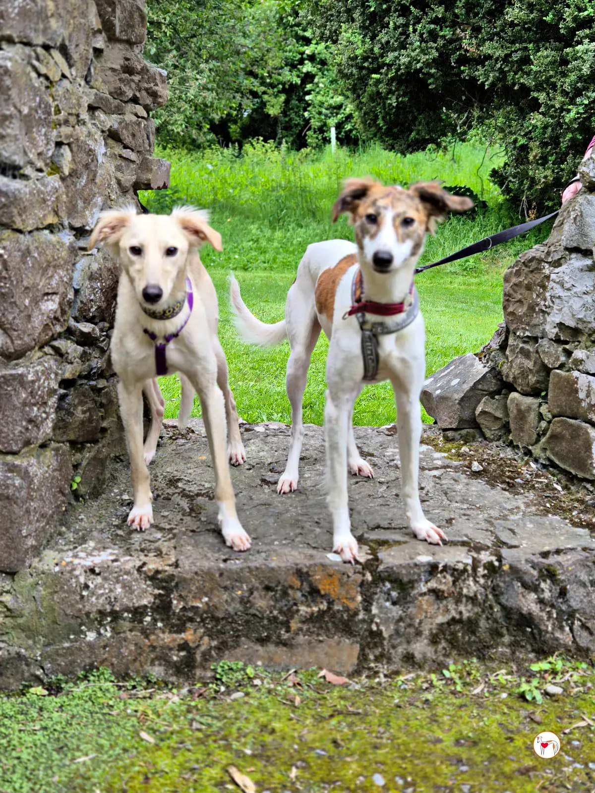 denim grey adozione 20