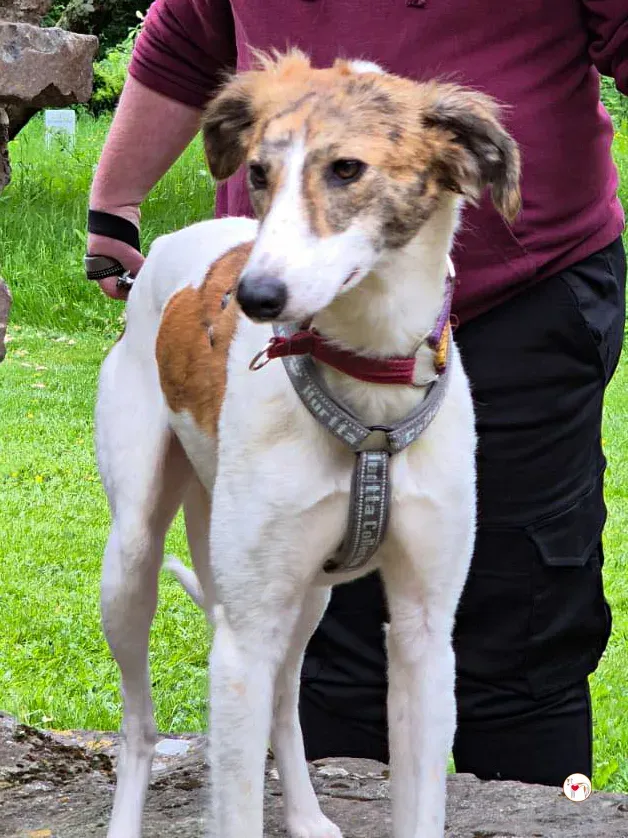 denim grey adozione 21