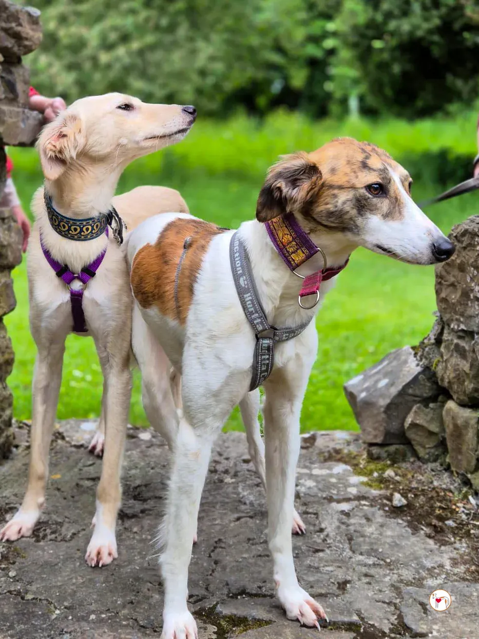 denim grey adozione 22