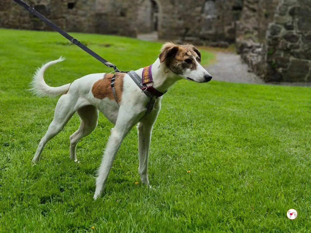 denim grey adozione 23