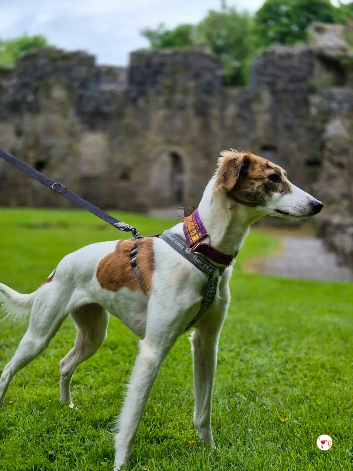 denim grey adozione 24