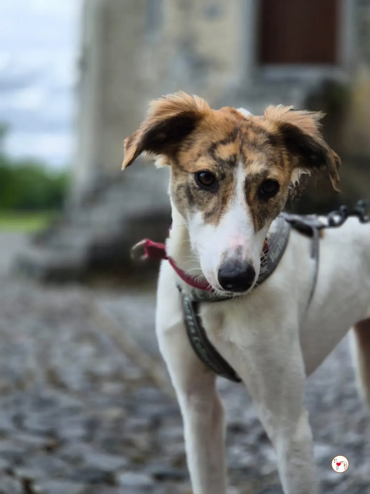 denim grey adozione 25