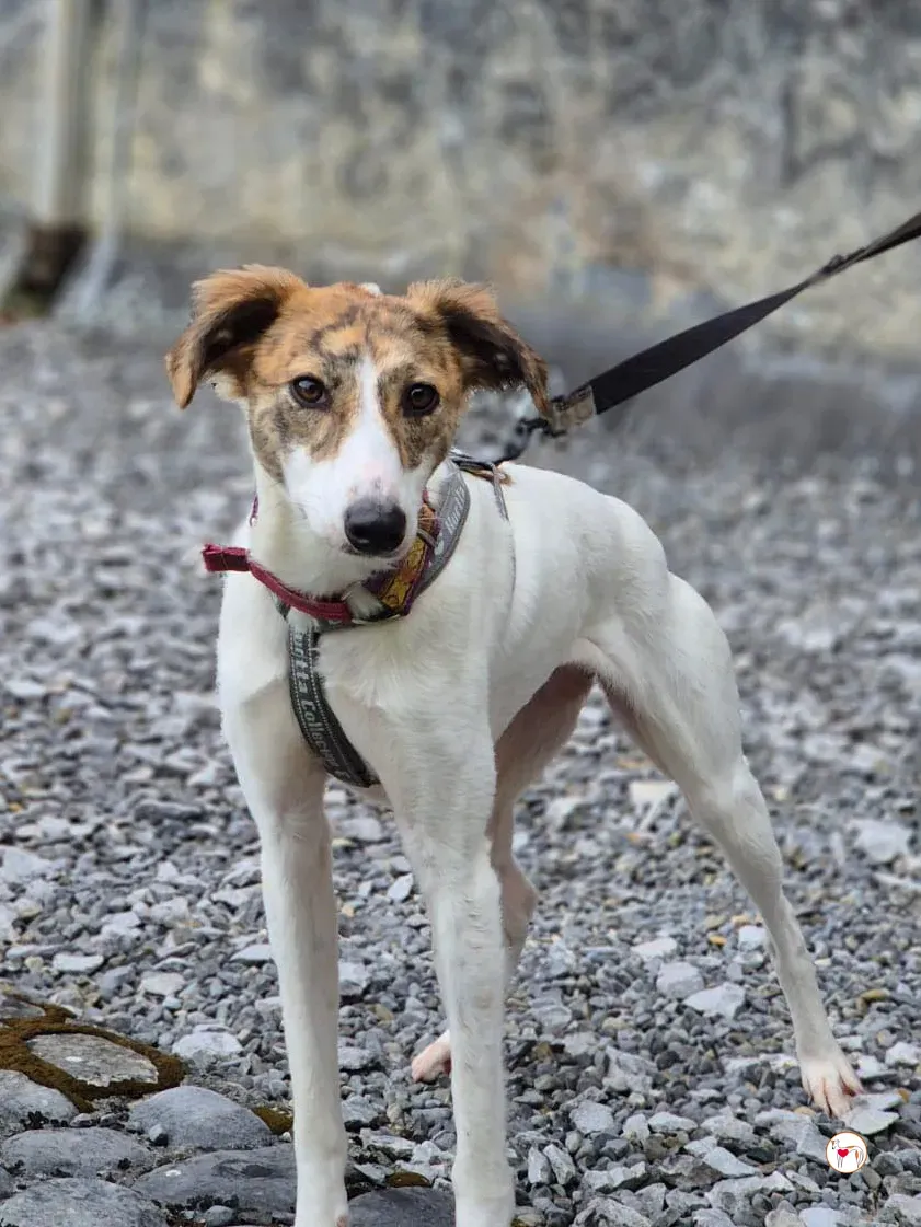 denim grey adozione 28