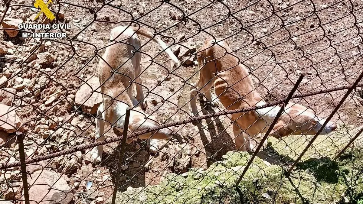 denuncia petlevrieri galgo 1