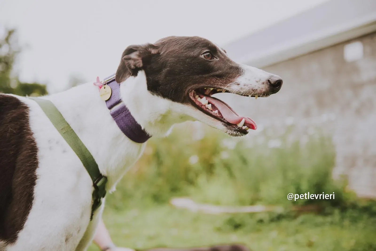 denzel greyhound pet levrieri 02