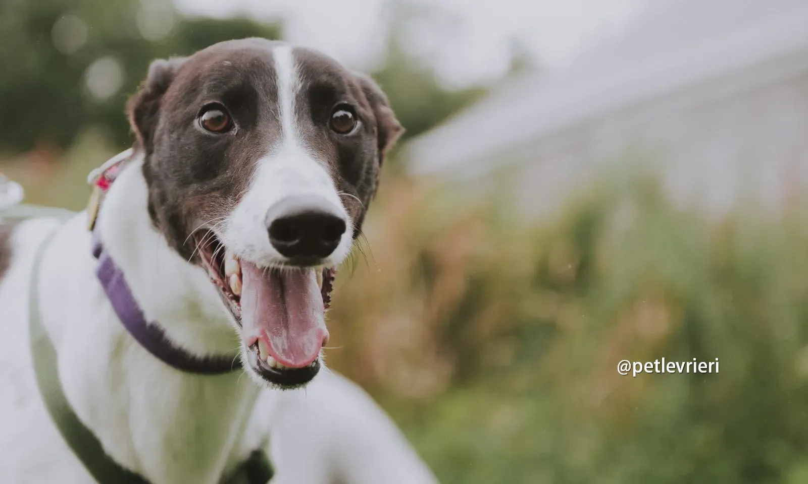 denzel greyhound pet levrieri 03