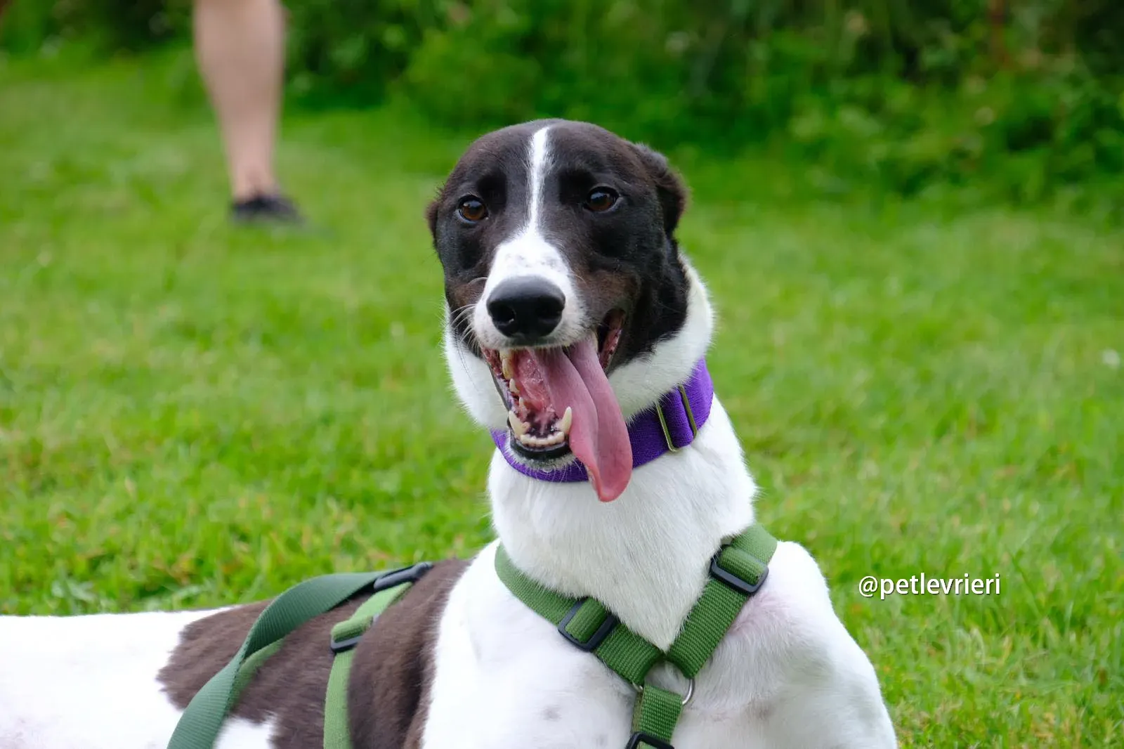 denzel greyhound pet levrieri 04