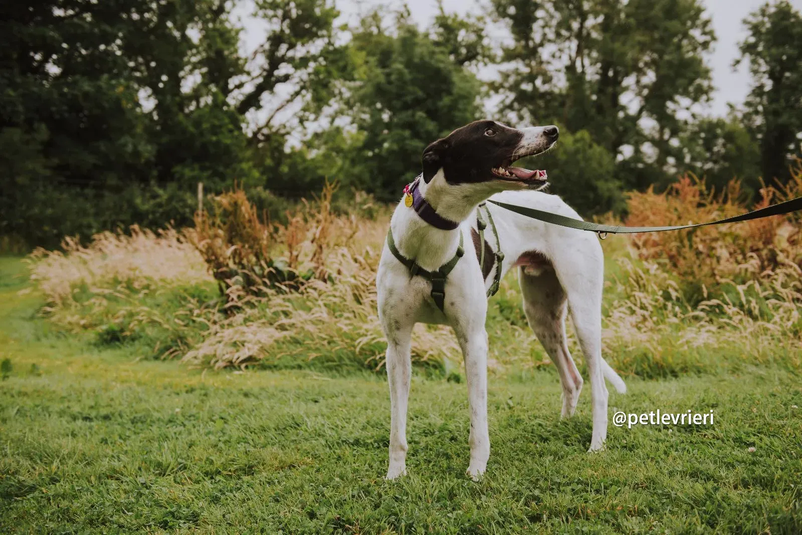 denzel greyhound pet levrieri 05