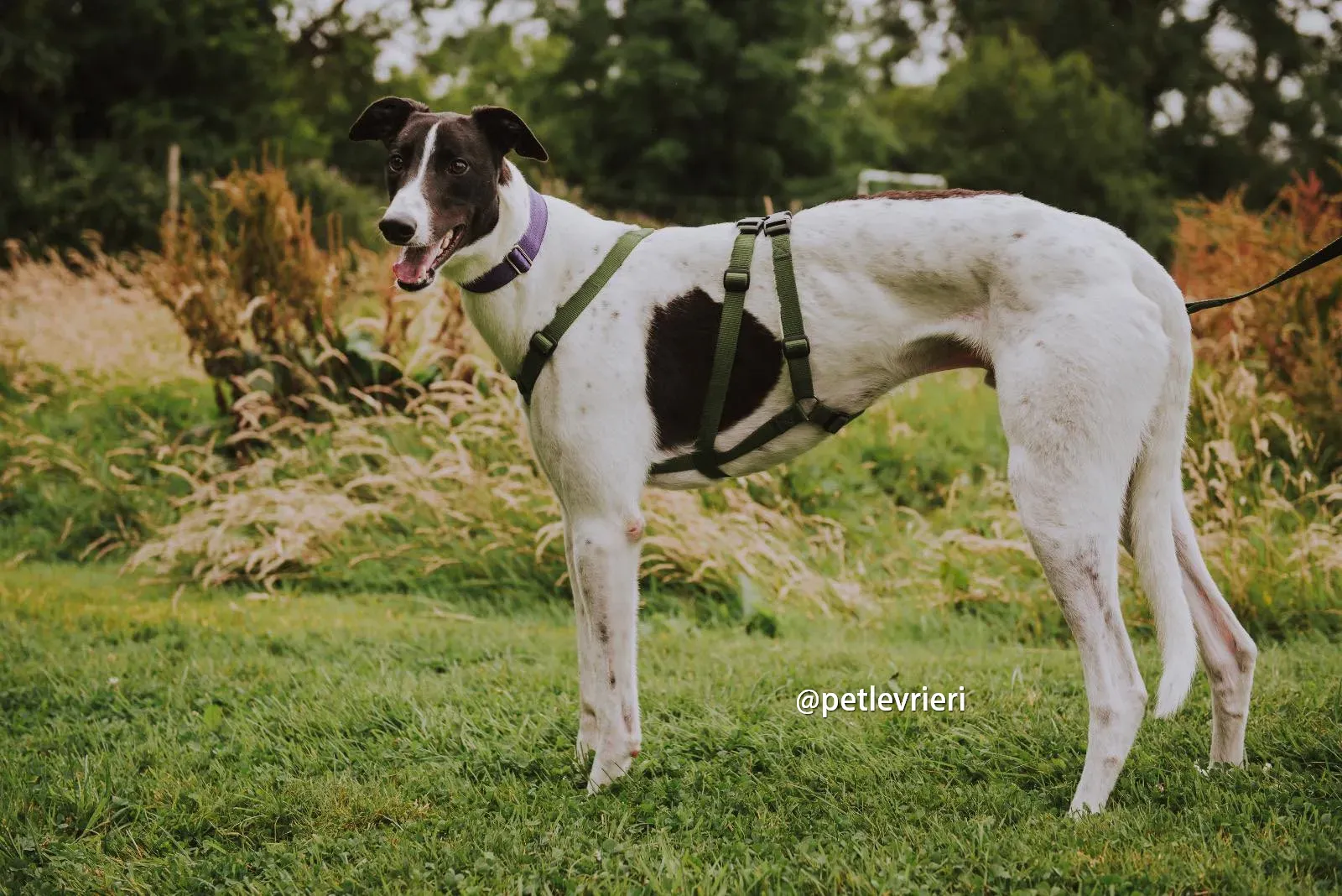 denzel greyhound pet levrieri 06