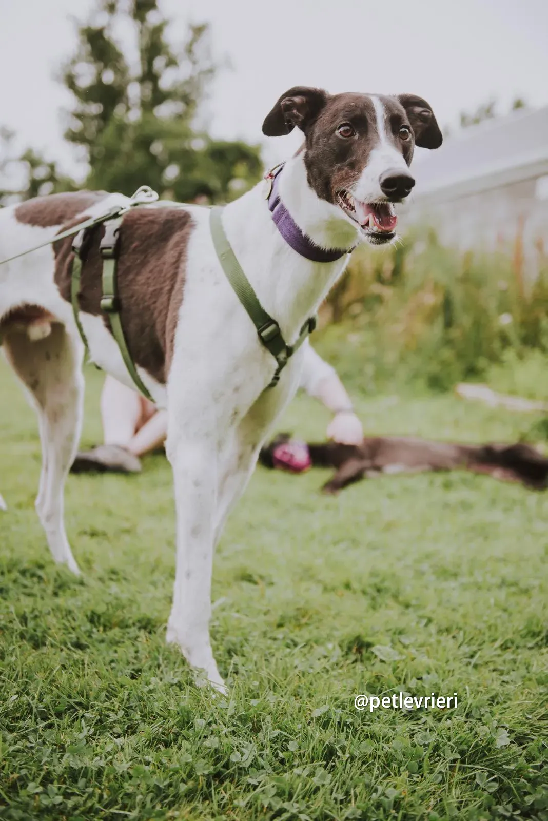 denzel greyhound pet levrieri 07