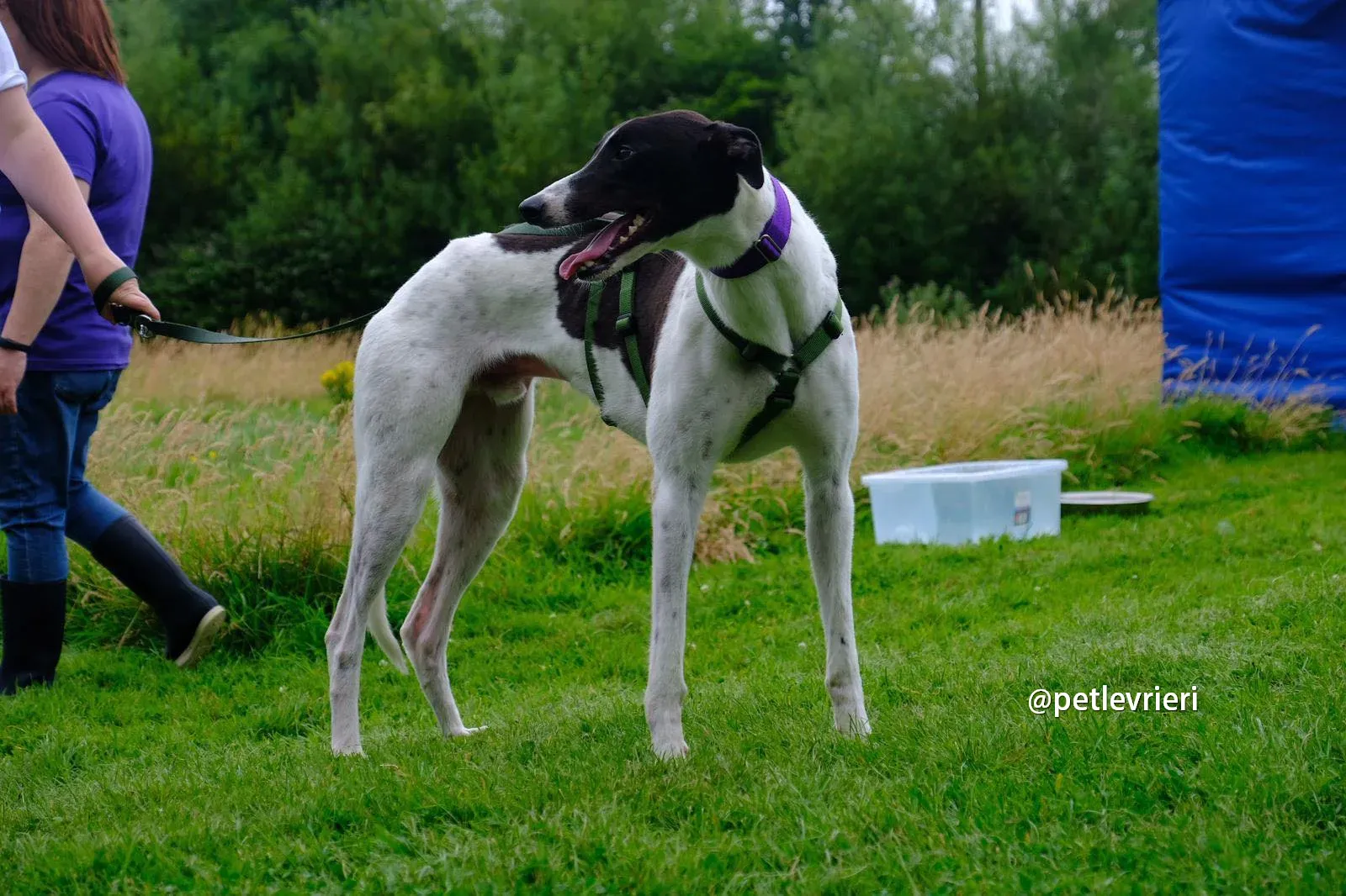 denzel greyhound pet levrieri 08