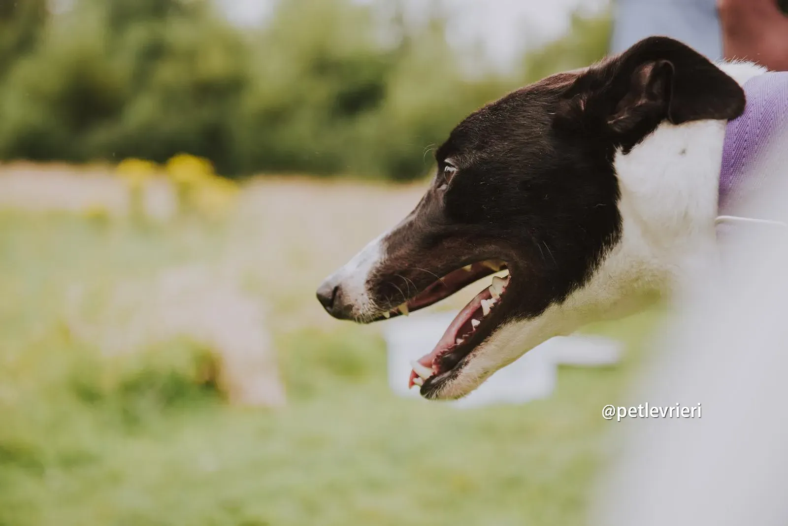 denzel greyhound pet levrieri 09