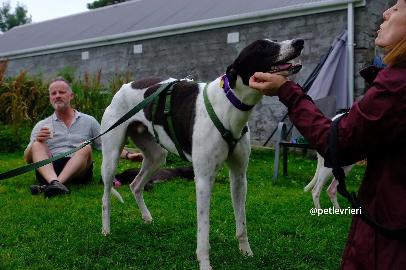 denzel greyhound pet levrieri 10