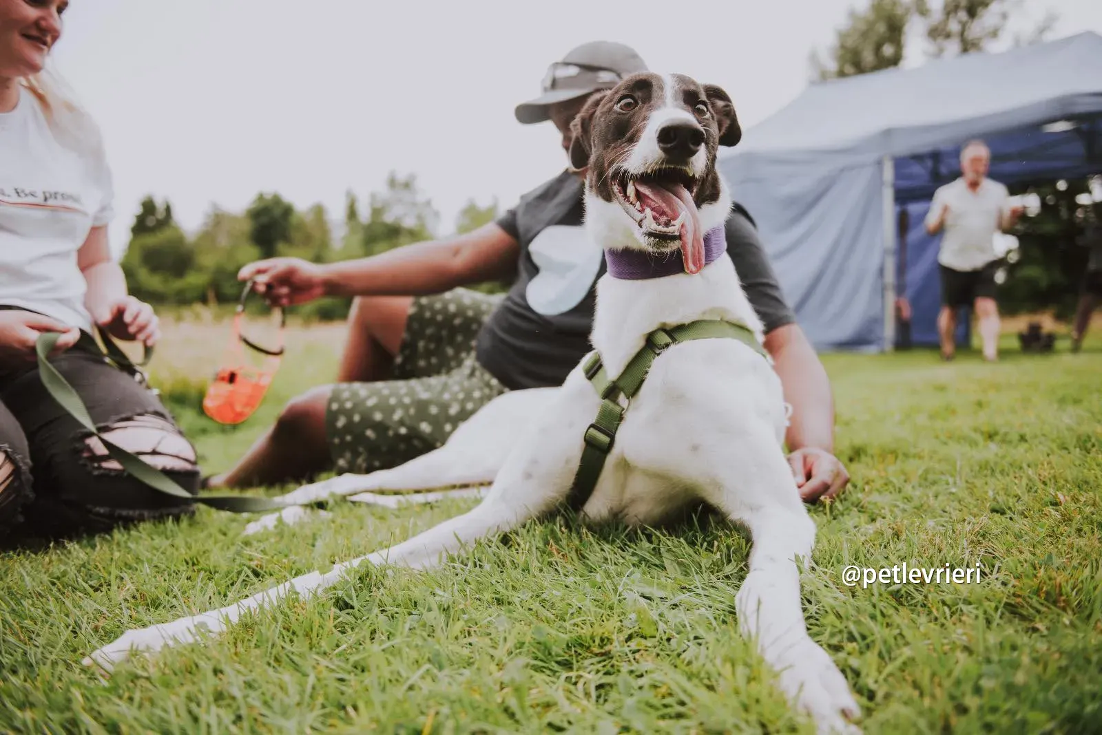 denzel greyhound pet levrieri 11