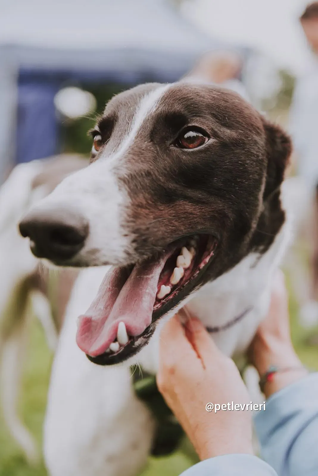 denzel greyhound pet levrieri 12