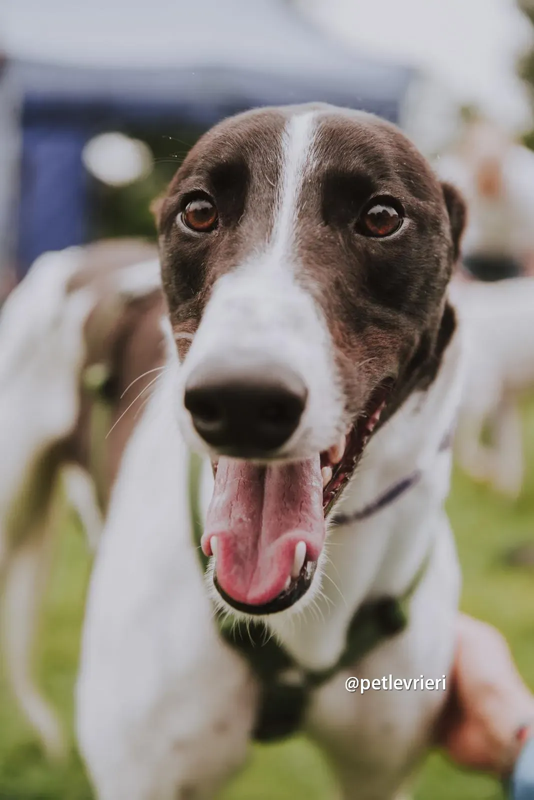 denzel greyhound pet levrieri 13