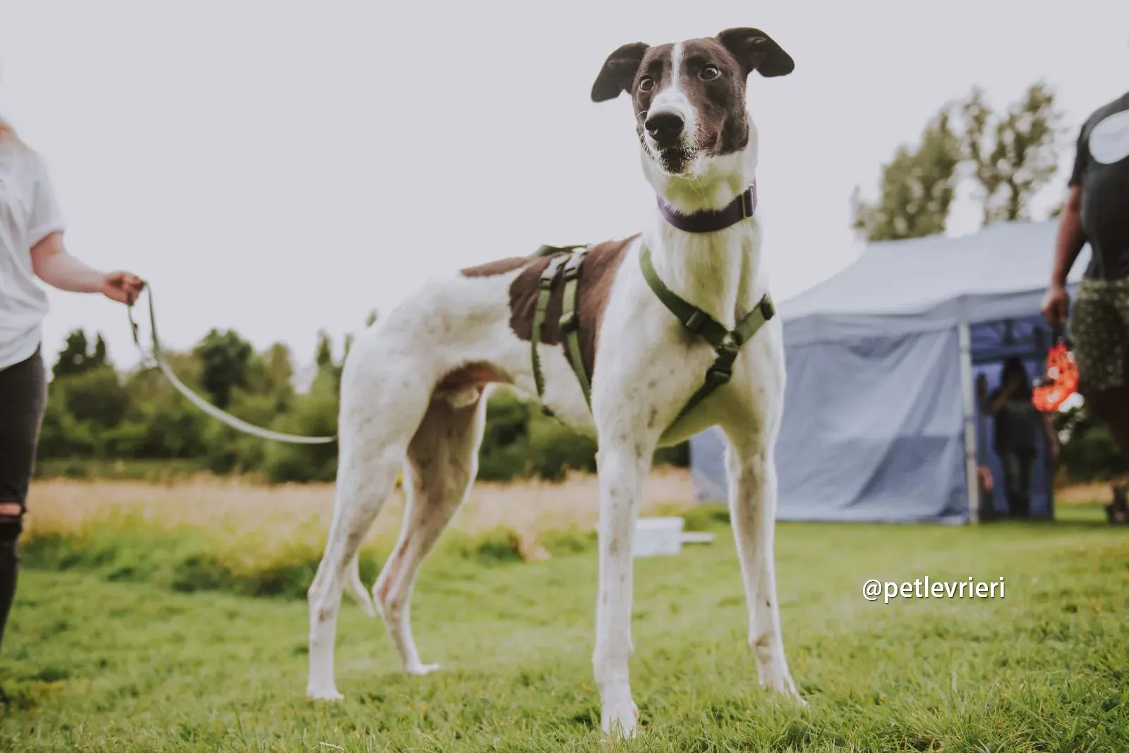 denzel greyhound pet levrieri 14