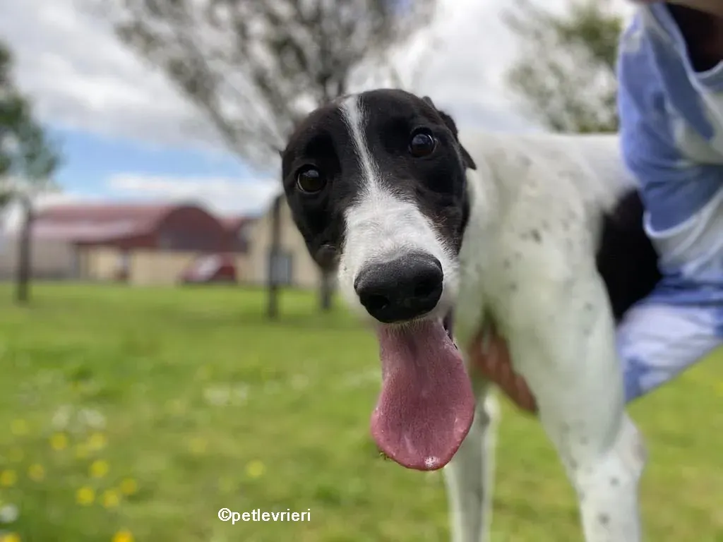 denzel greyhounnd adozione pet levrieri 01