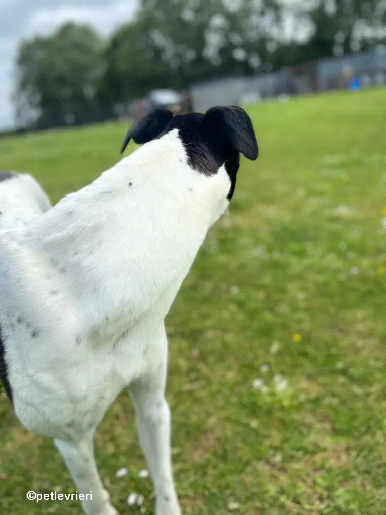 denzel greyhounnd adozione pet levrieri 02