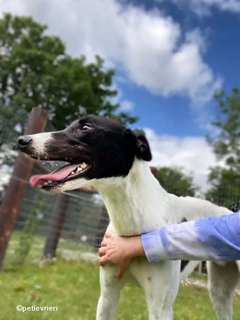 denzel greyhounnd adozione pet levrieri 03