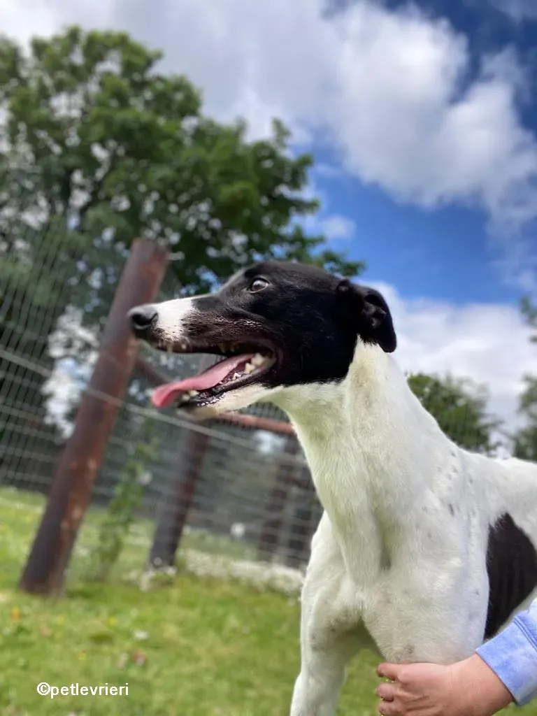 denzel greyhounnd adozione pet levrieri 04