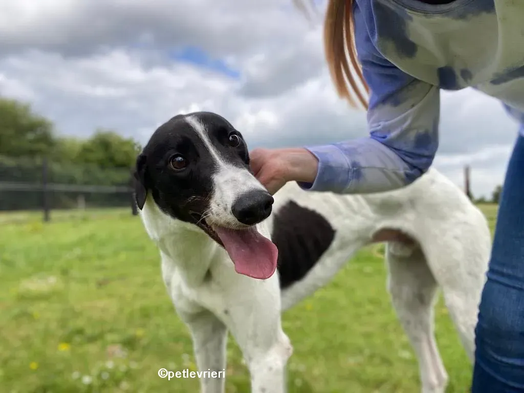 denzel greyhounnd adozione pet levrieri 05