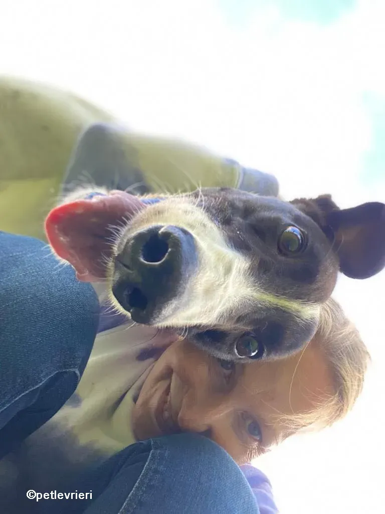 denzel greyhounnd adozione pet levrieri 06