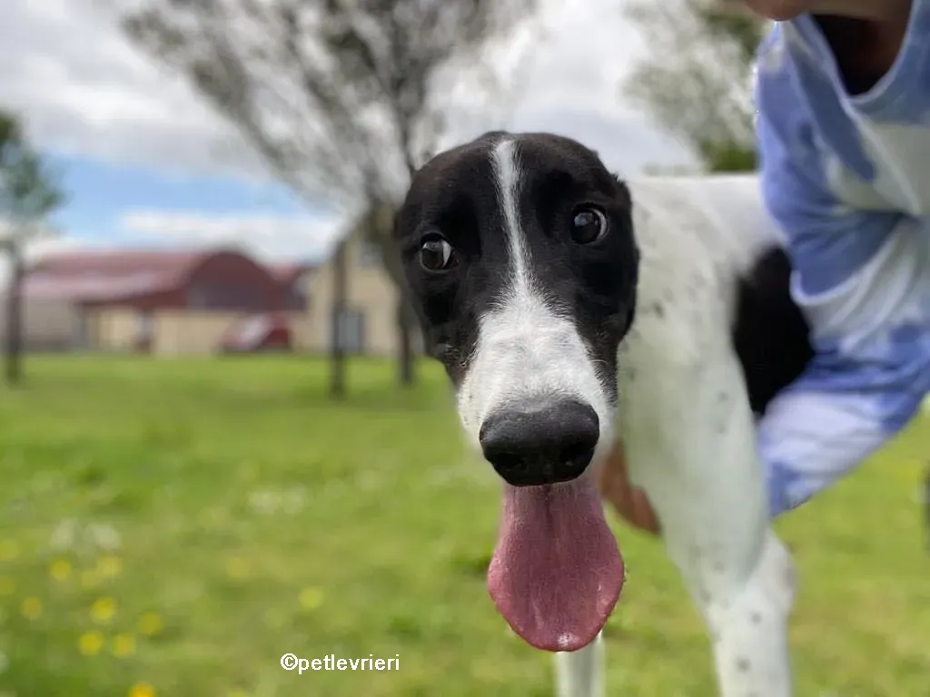 denzel greyhounnd adozione pet levrieri 07