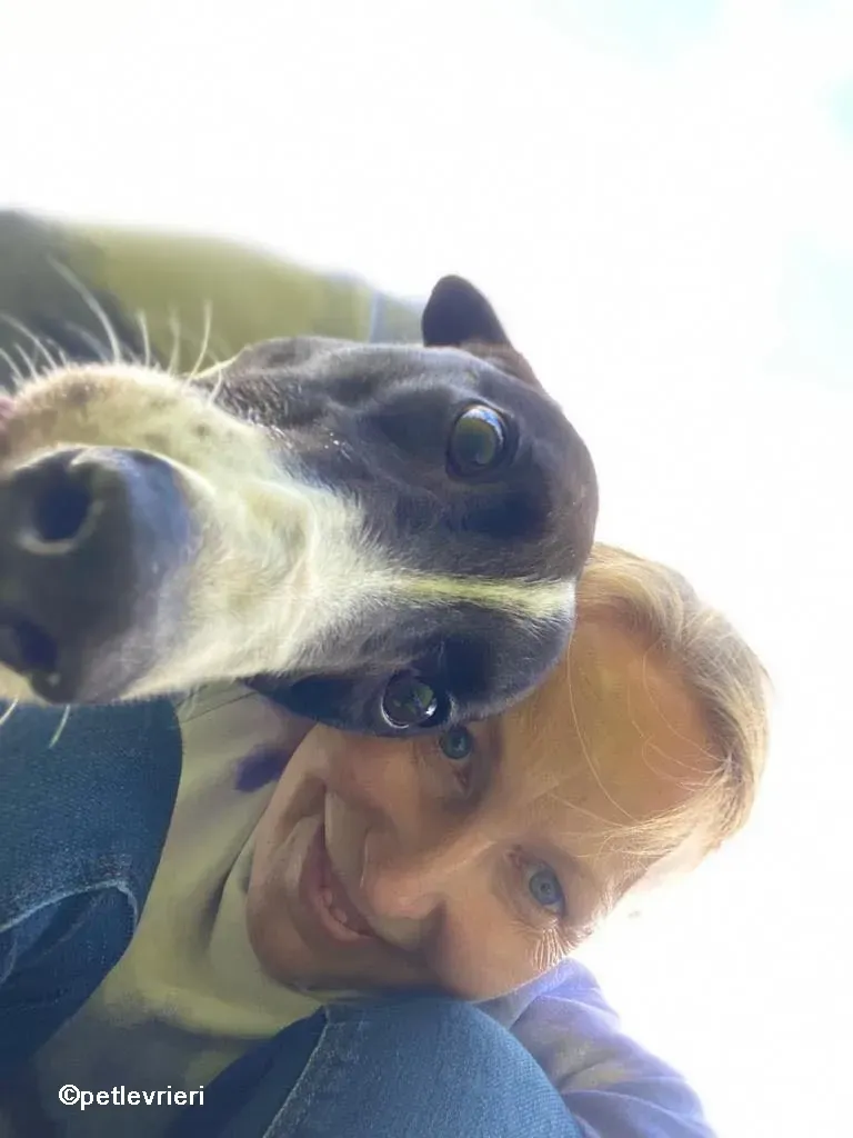 denzel greyhounnd adozione pet levrieri 08