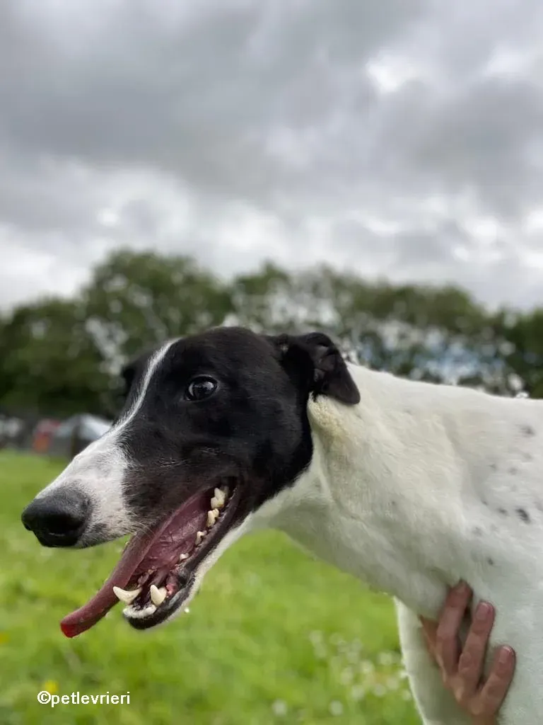 denzel greyhounnd adozione pet levrieri 09