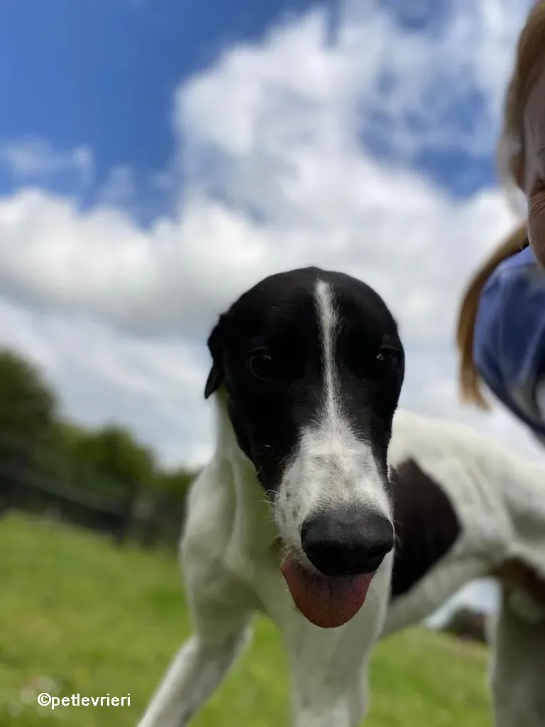 denzel greyhounnd adozione pet levrieri 10