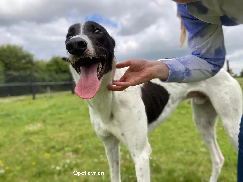 denzel greyhounnd adozione pet levrieri 11