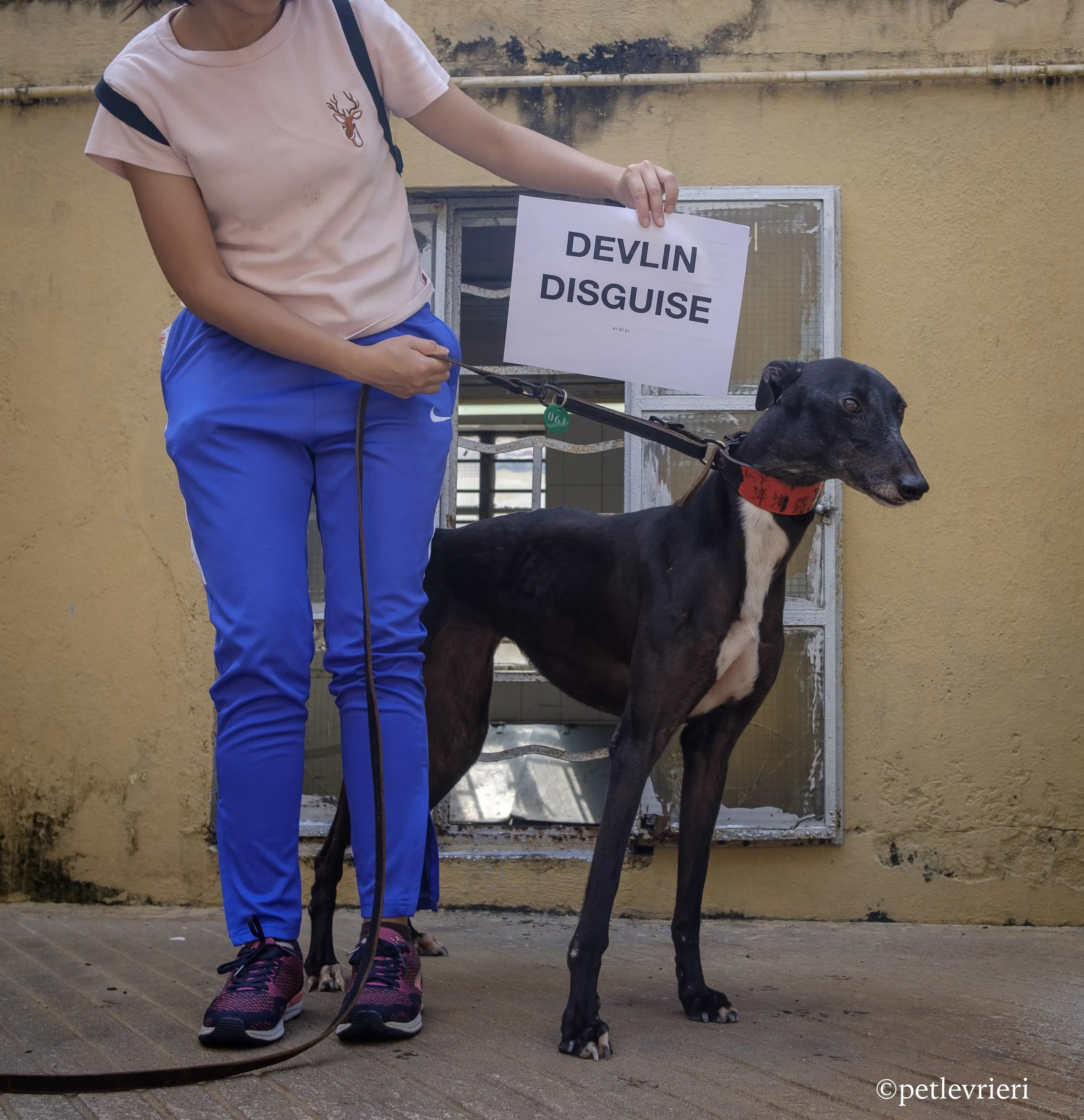 devlin disguise adozione greyhound macao 1