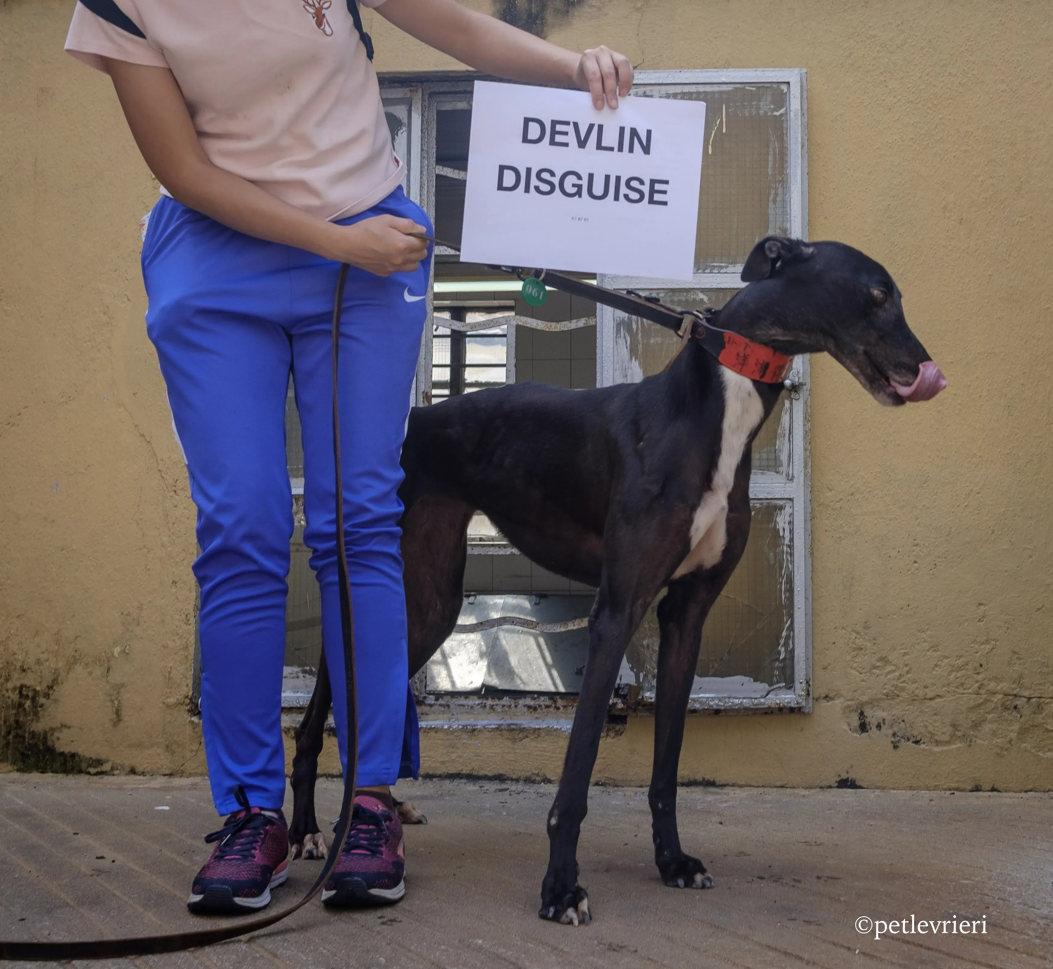 devlin disguise adozione greyhound macao 2