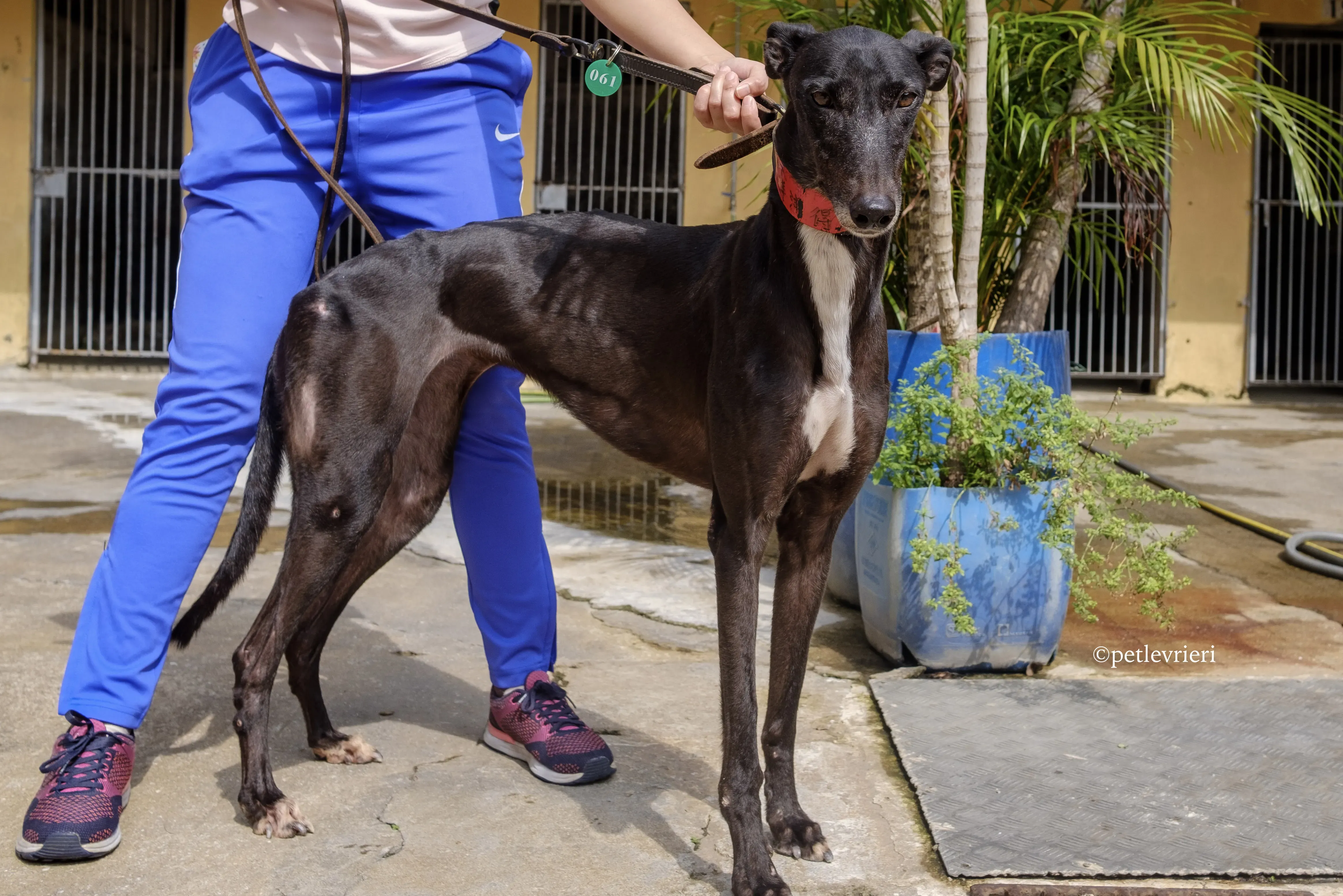 devlin disguise adozione greyhound macao 4