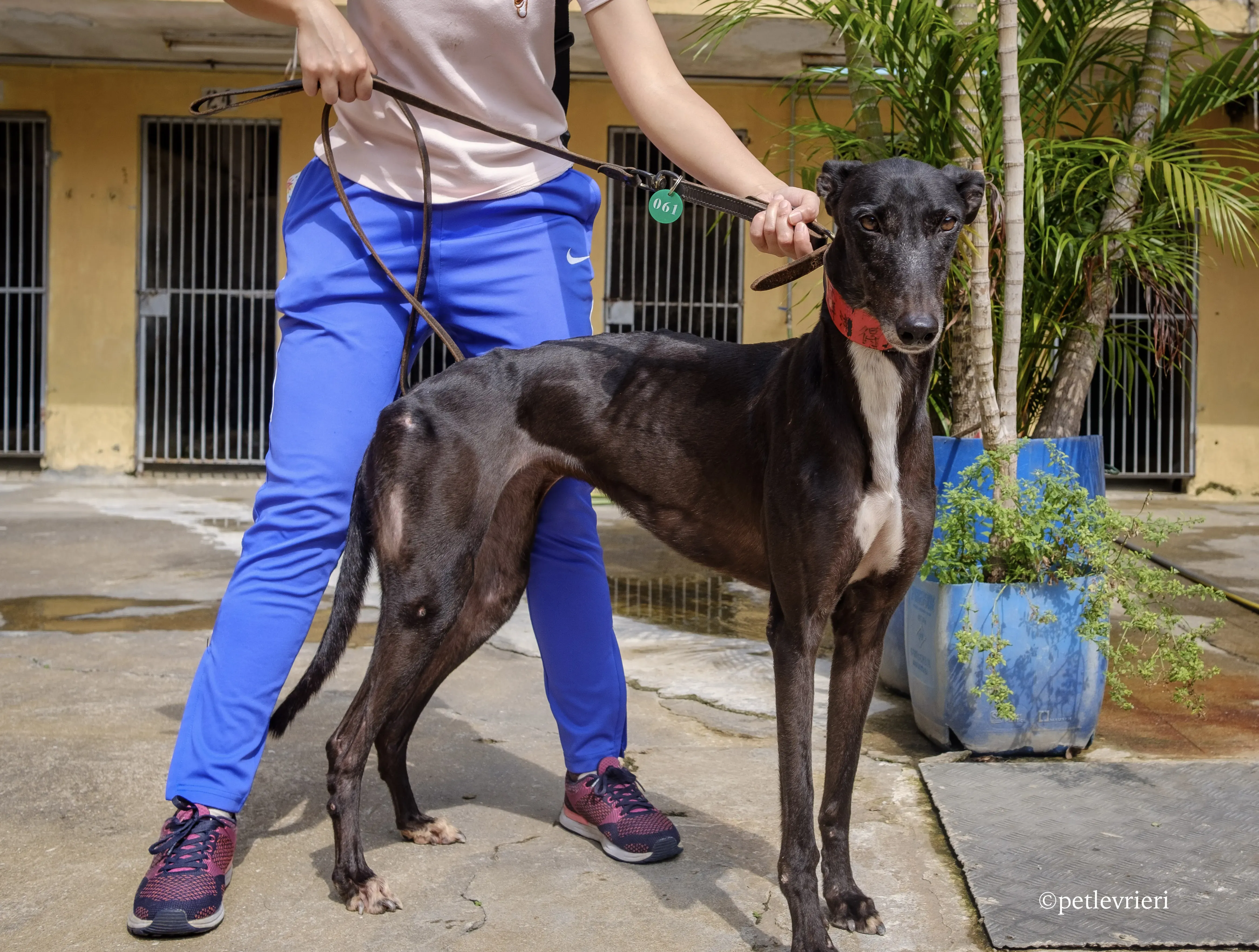 devlin disguise adozione greyhound macao 5