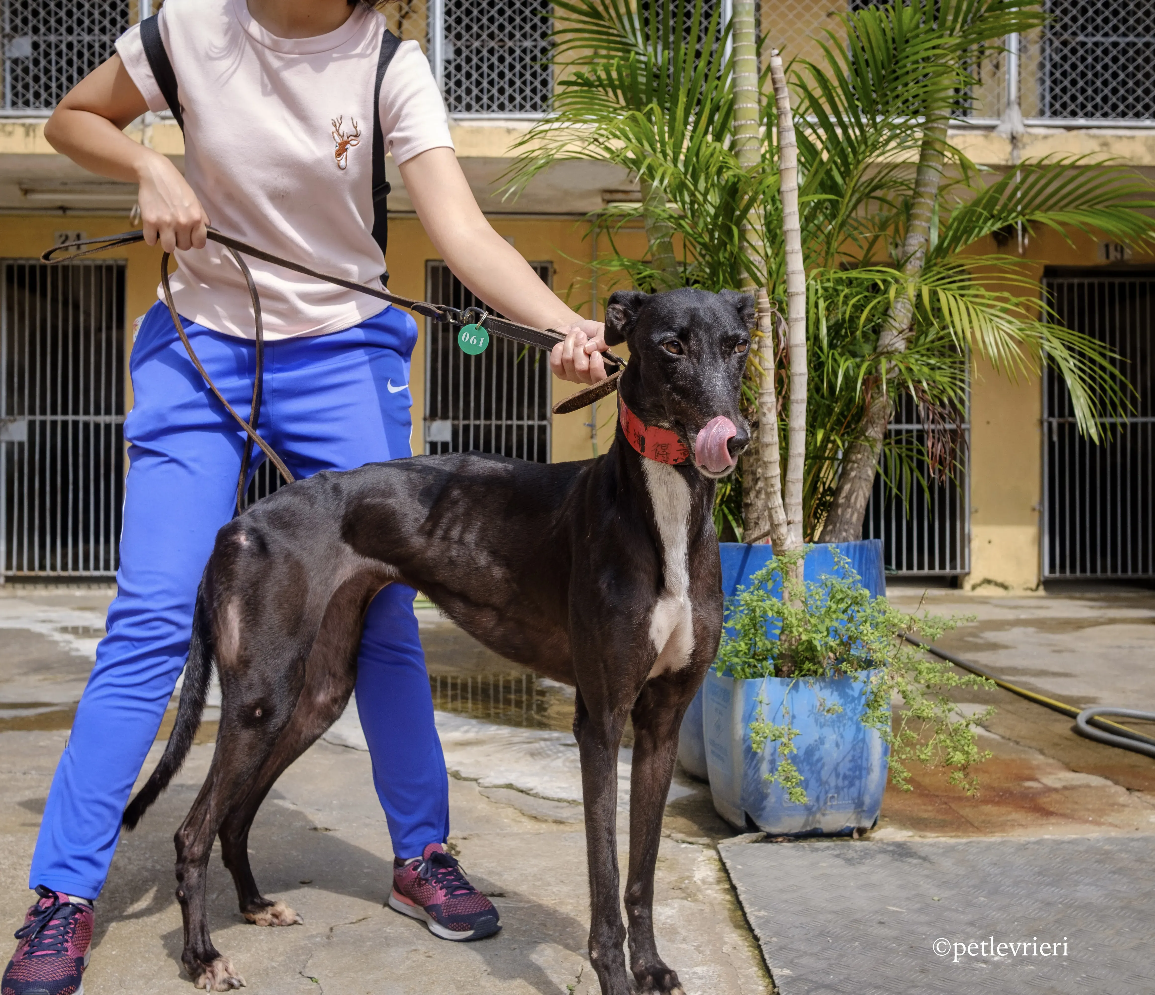 devlin disguise adozione greyhound macao 6