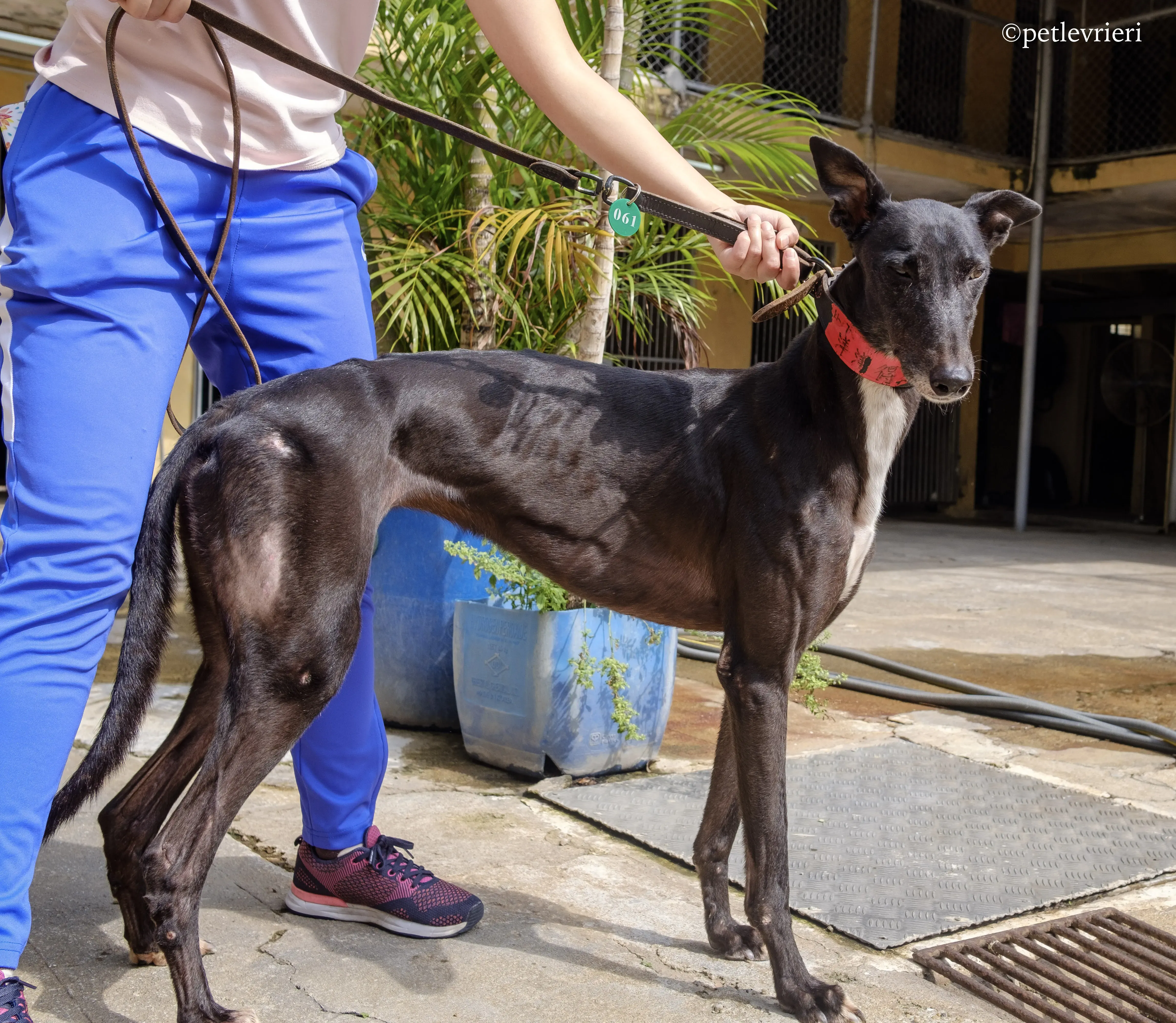 devlin disguise adozione greyhound macao 7