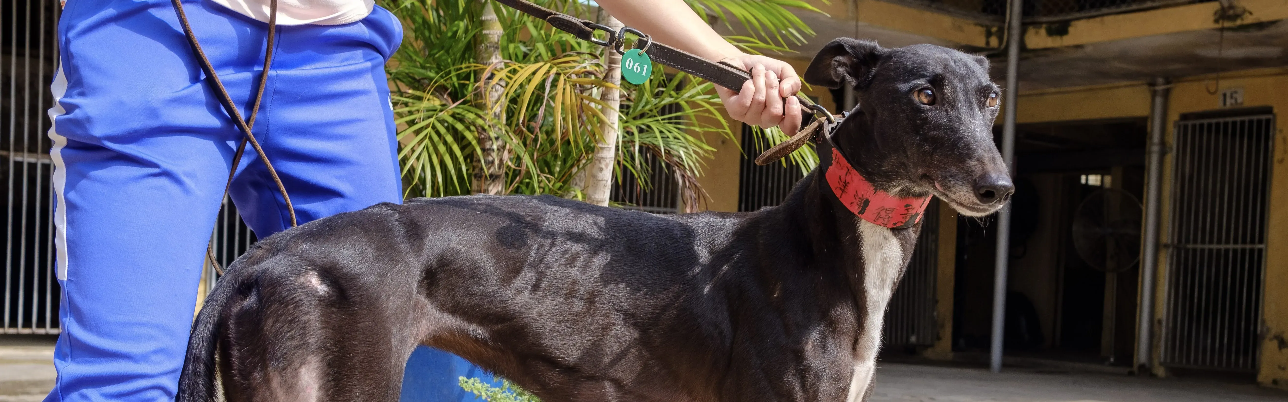 devlin disguise adozione greyhound macao 8 e1542413162534