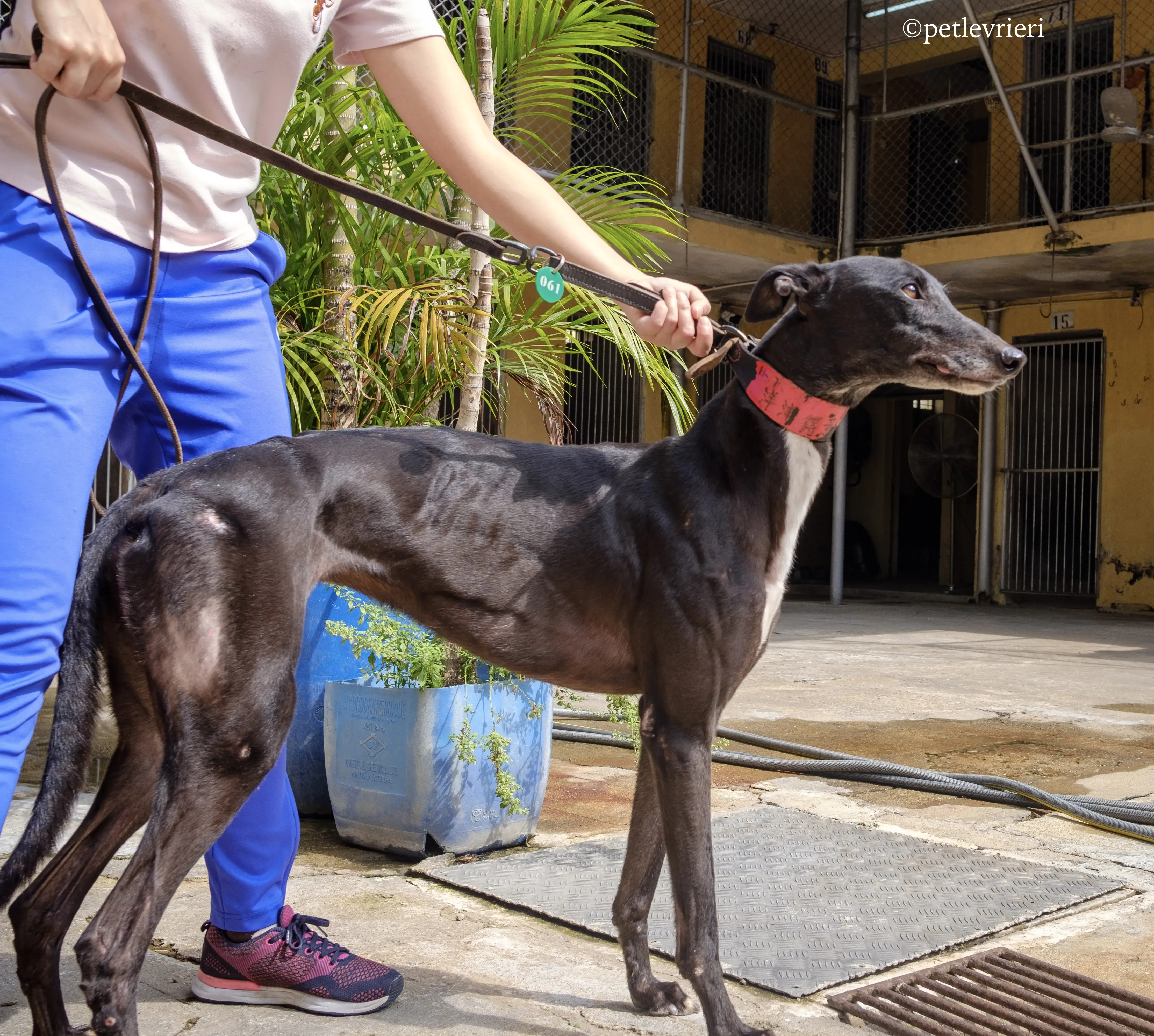 devlin disguise adozione greyhound macao 9