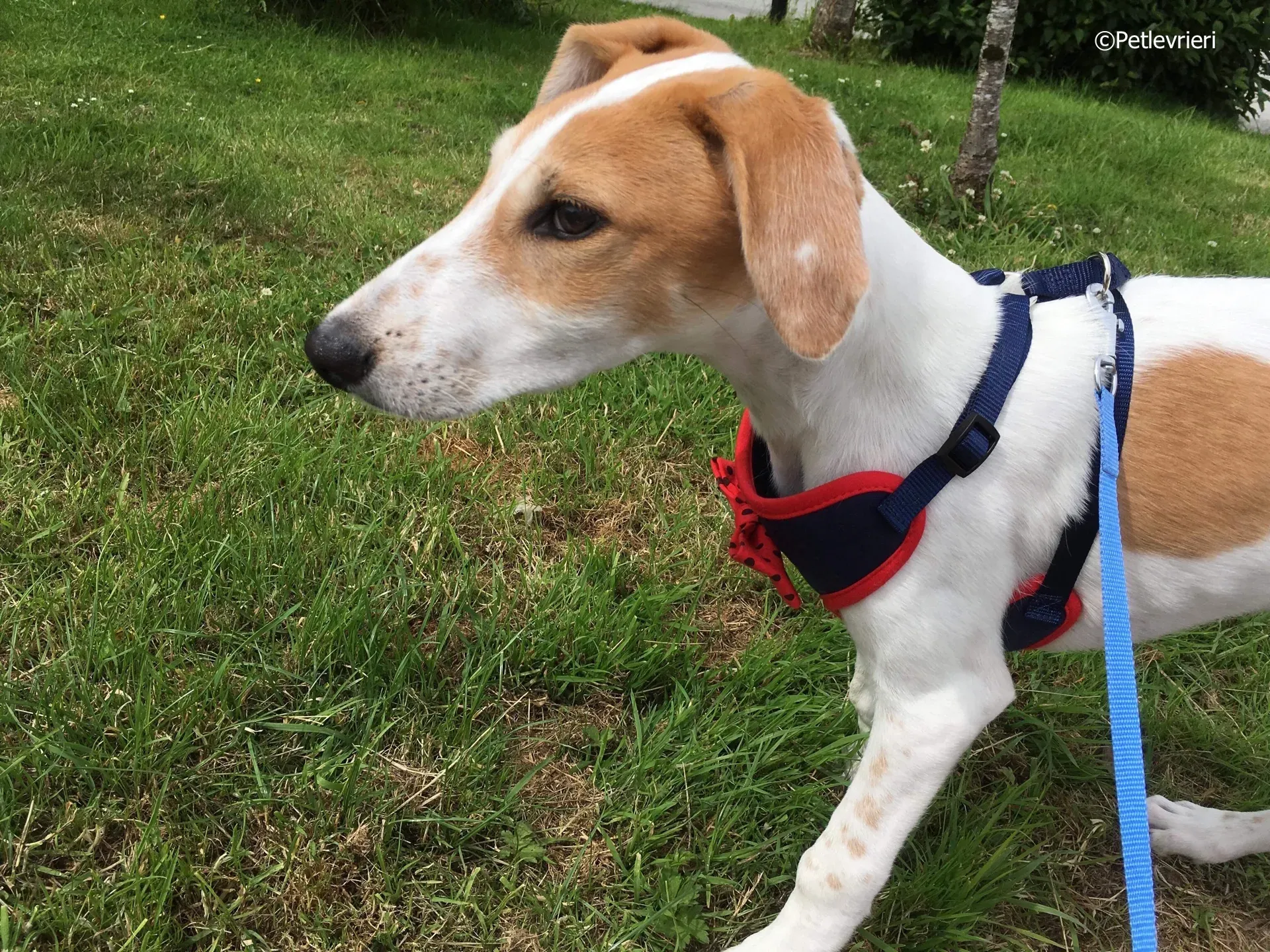 dexter adozione levrieri greyhound 1