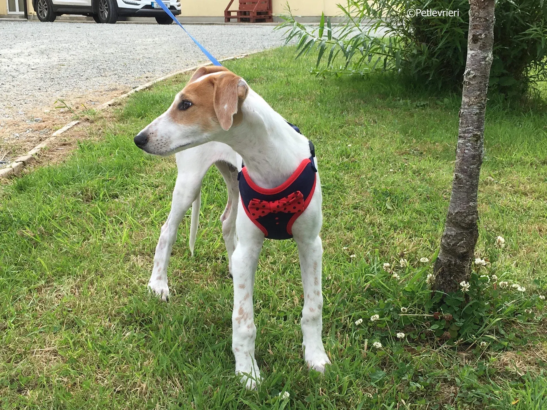 dexter adozione levrieri greyhound 2