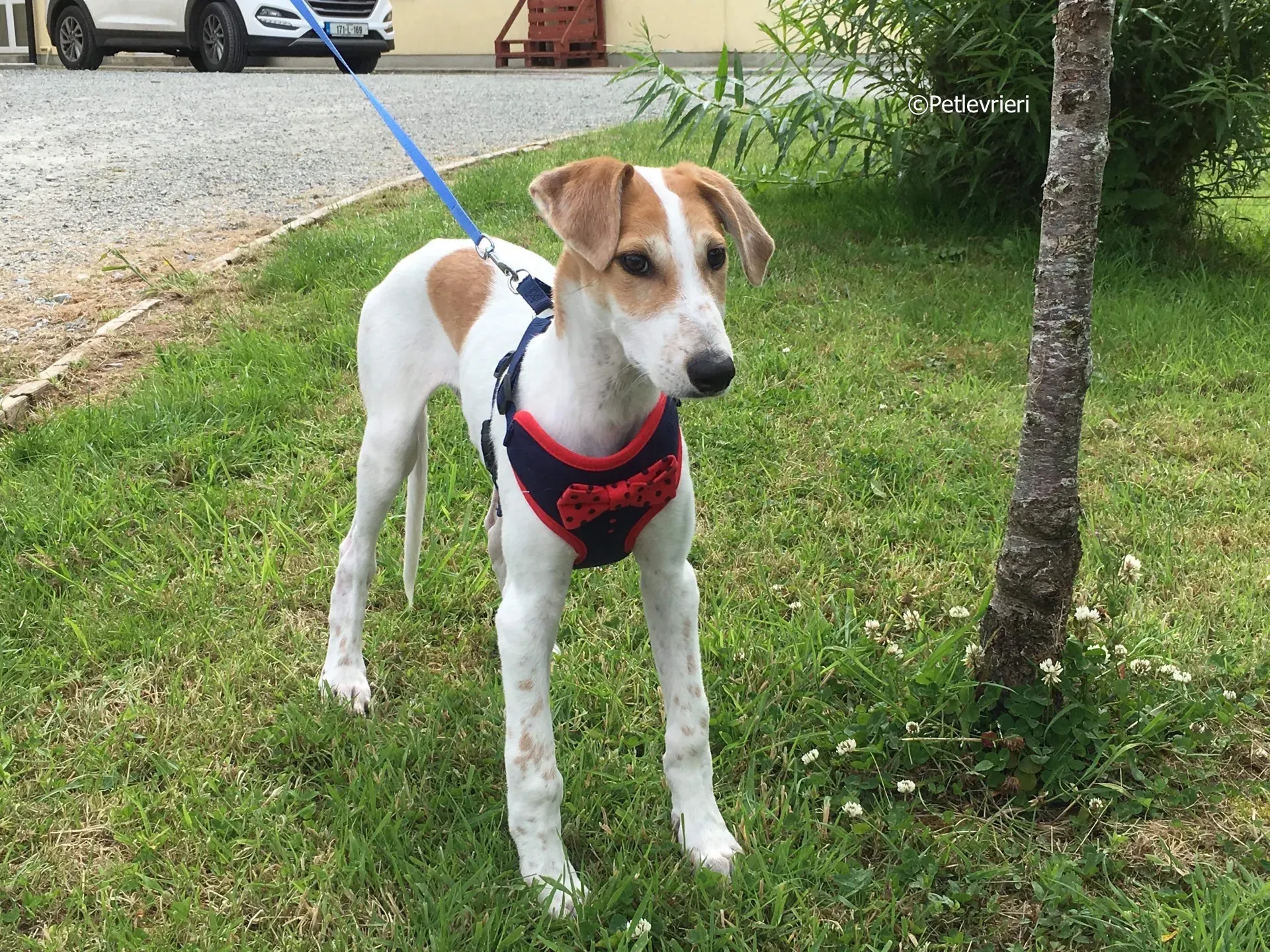 dexter adozione levrieri greyhound 3