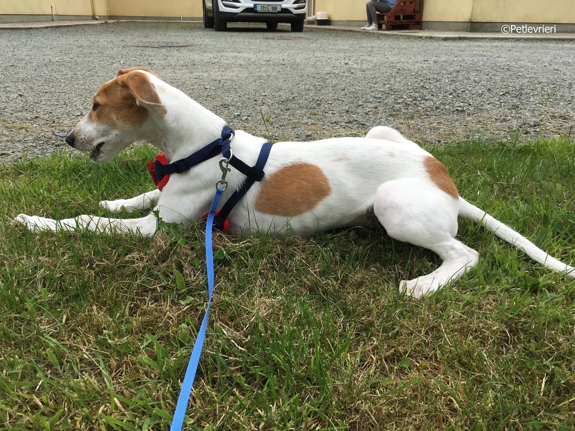 dexter adozione levrieri greyhound 4