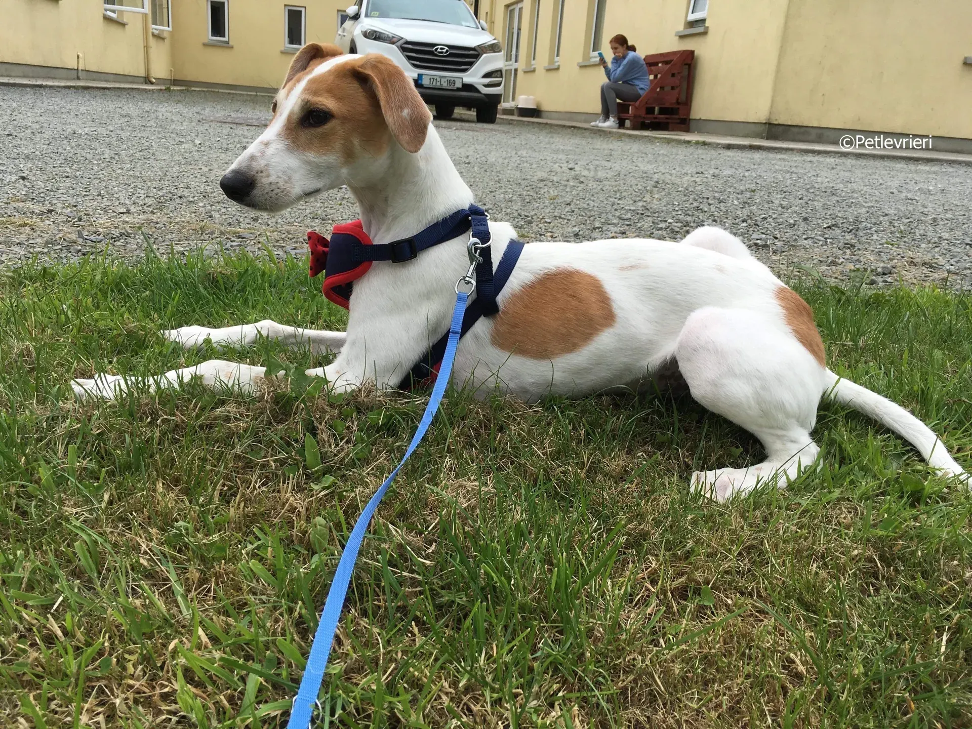 dexter adozione levrieri greyhound 5