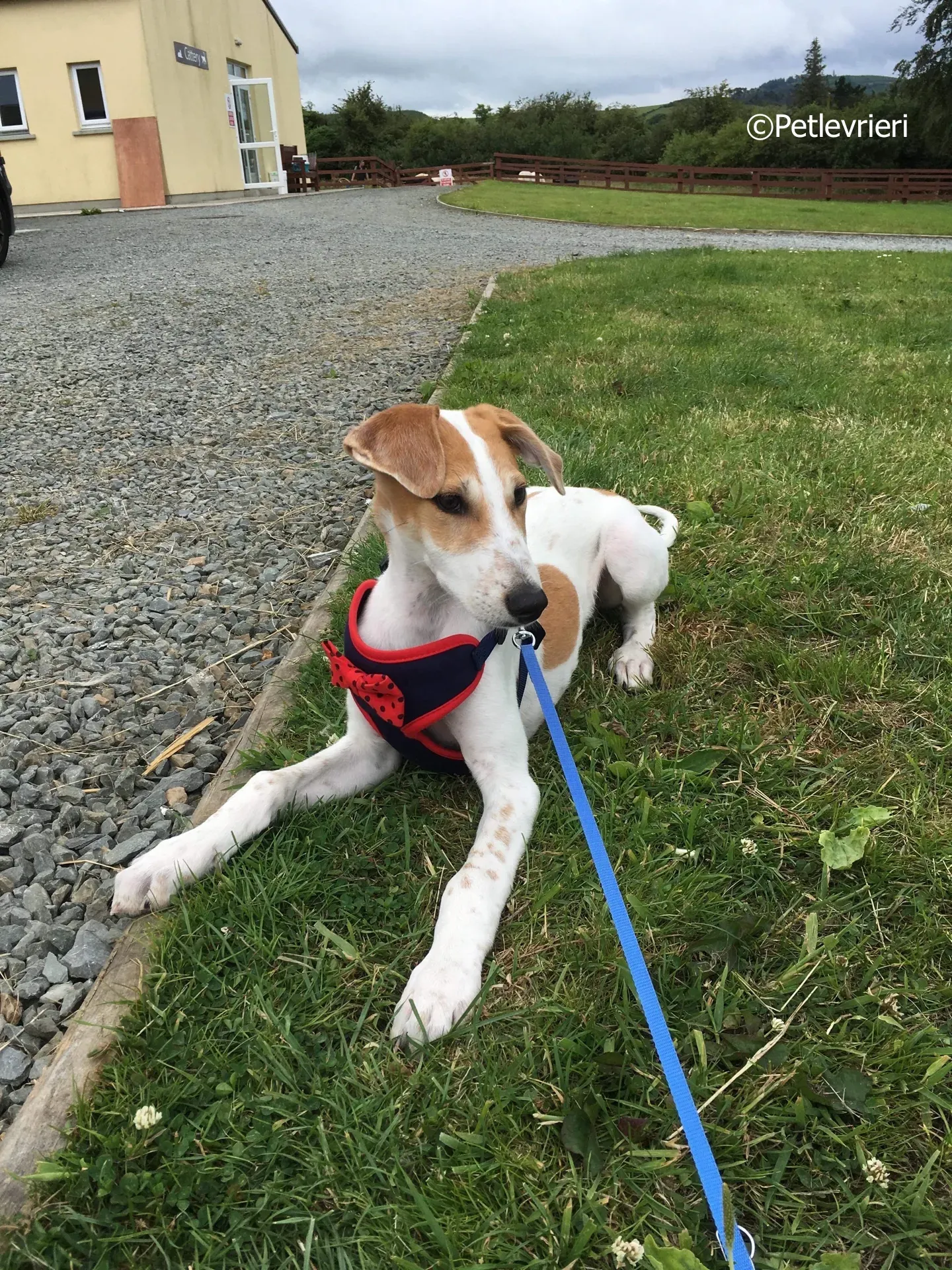 dexter adozione levrieri greyhound 6