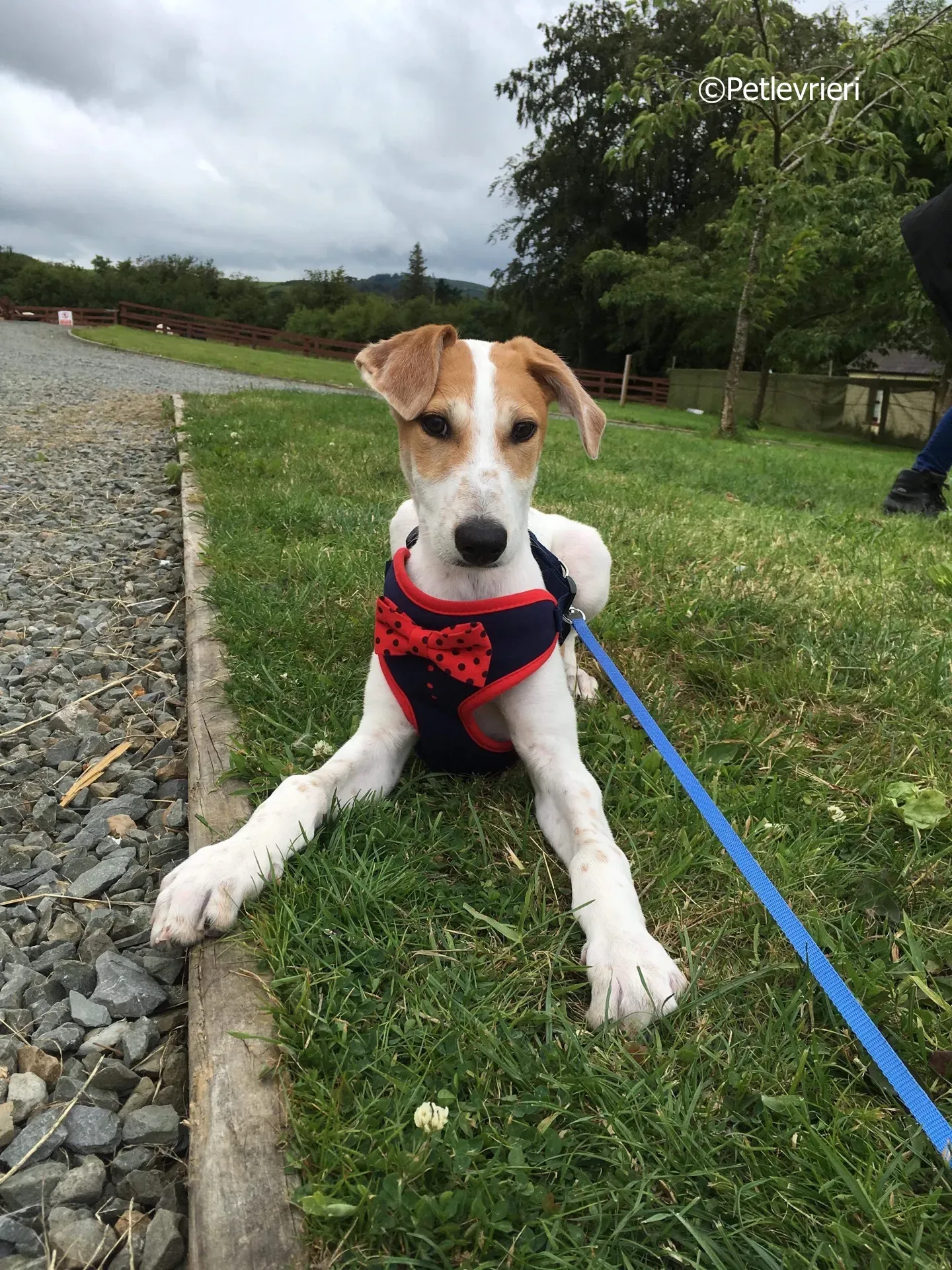 dexter adozione levrieri greyhound 7