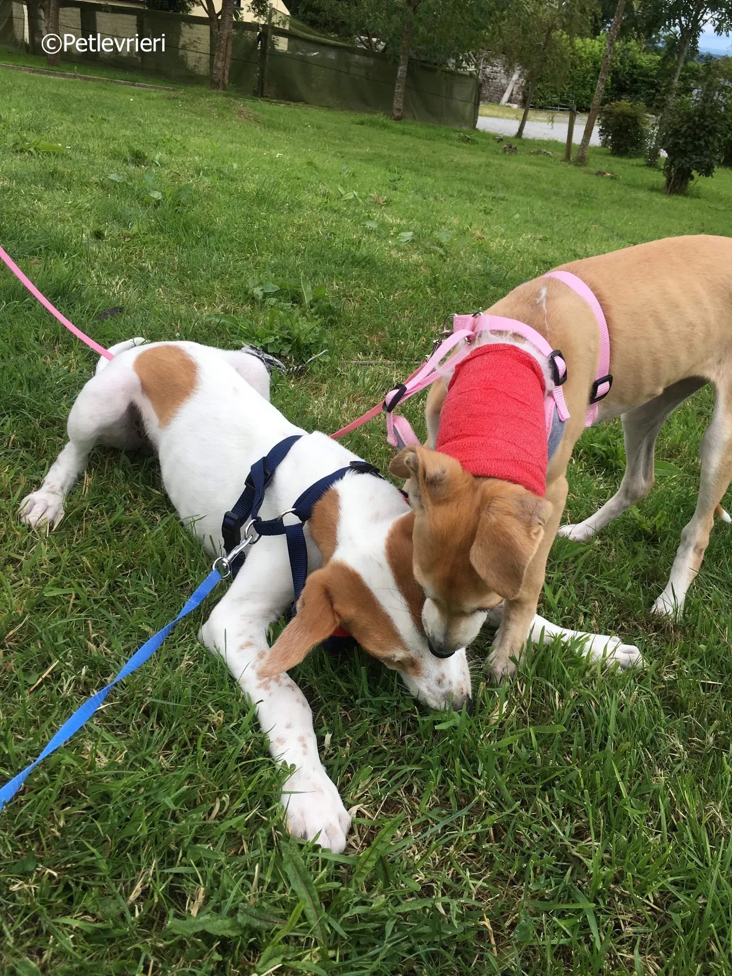 dexter adozione levrieri greyhound 9