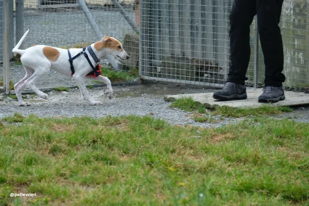 dexter adozione lurcher 1 1