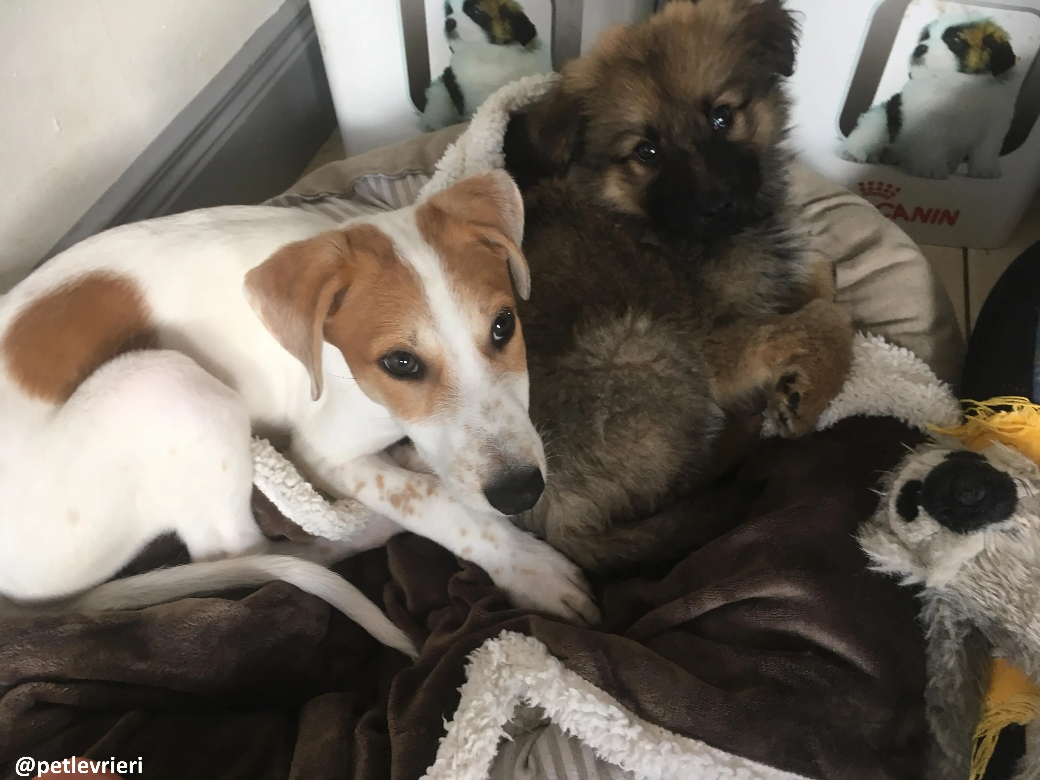 dexter adozione lurcher 1